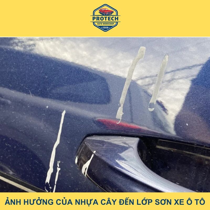 Ảnh hưởng của nhựa cây đến lớp sơn xe ô tô